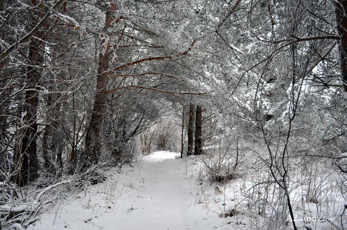 A winter hike from Simeonovo to hut Aleko