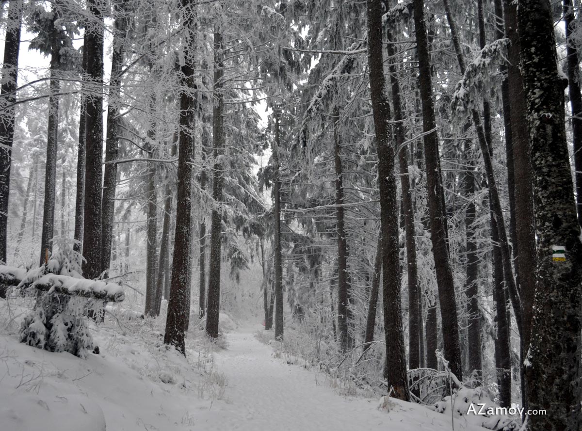 A winter hike to hut Edelweiss from Boyana