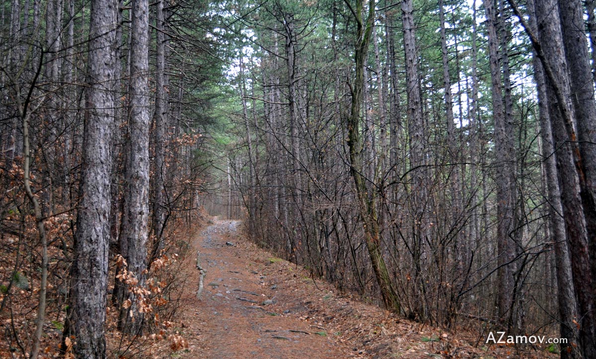 A hike in the Lozen mountain from Pancharevo