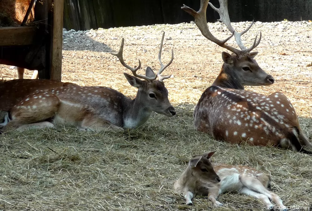 The zoological garden of Sofia